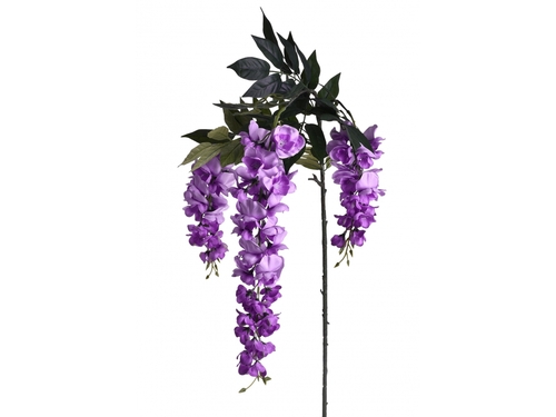 Wisteria